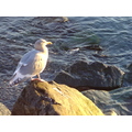 Seagull